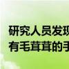 研究人员发现了一种阻止毛发生长的蛋白质没有毛茸茸的手掌